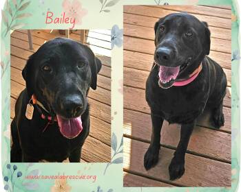 Bailey -  Labrador Retriever and Black Labrador Retriever Dog for Adoption in Middletown, Rhode Island - Bailey | PetCurious