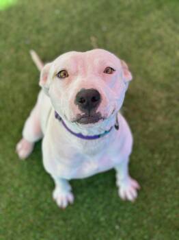 Rescue American Staffordshire Terrier Dogs for Adoption in Glendale, Arizona - Peaches | PetCurious