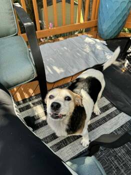 Rescue Jack Russell Terrier Dogs for Adoption in Conshohocken, Pennsylvania - Lily | PetCurious