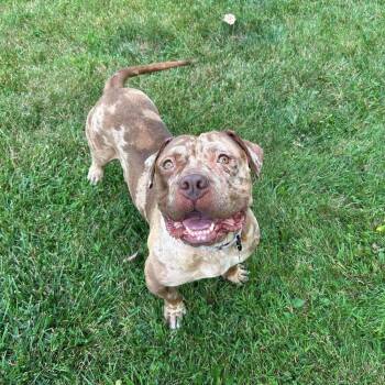 Sedona -  Pit Bull Terrier Dog for Adoption - Sedona | PetCurious