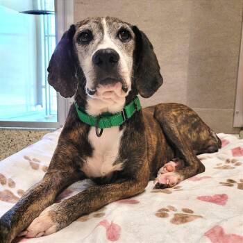 Gertie -  Mountain Cur and Mixed Breed Dog for Adoption in Nashville, Indiana - Gertie | PetCurious