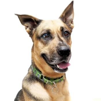 Kabru -  German Shepherd Dog Dog for Adoption in San Diego, California - Kabru | PetCurious
