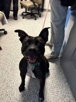 Moose -  Mixed Breed Dog for Adoption in Lake Tapwingo, Missouri - Moose | PetCurious