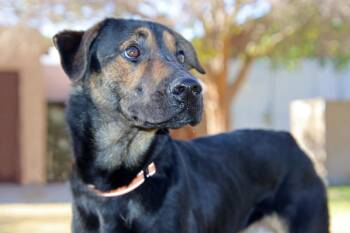 Rescue Black And Tan Coonhound Dogs for Adoption in Glendale, Arizona - Pinnacle | PetCurious