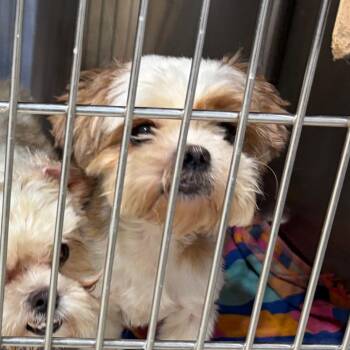 Retta -  Shih Tzu and Mixed Breed Dog for Adoption in Houston, Texas - Retta | PetCurious