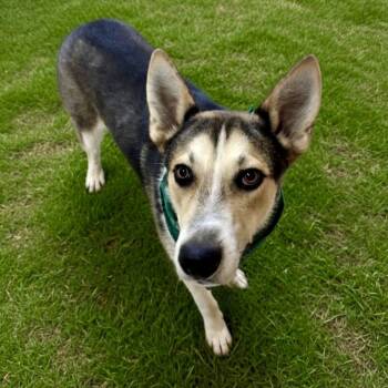 Shepherd Dogs Available for Adoption in Pilot Point, Texas - Morris | PetCurious