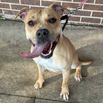 Rescue Pit Bull Terrier Dogs for Adoption in Waterloo, Iowa - Johnny | PetCurious