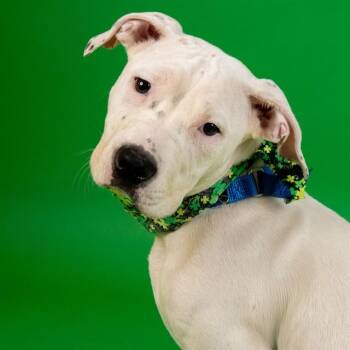 Pit Bull Terrier and Mixed Breed Dogs Available for Adoption - SPAGHETTI | PetCurious