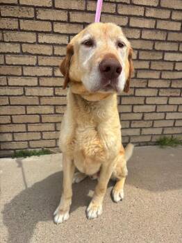 Rooster -  Labrador Retriever Dog for Adoption in Columbus, Nebraska - Rooster | PetCurious