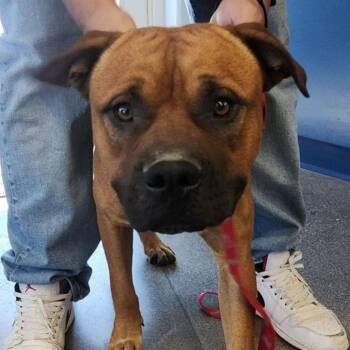 English Bulldog Dogs Available for Adoption - Rockhopper | PetCurious