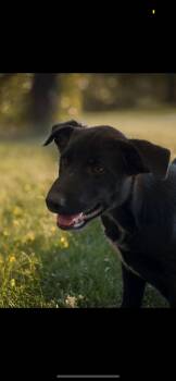 Summer -  Shepherd Dog for Adoption in Kingman, Arizona - Summer | PetCurious