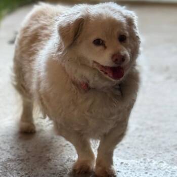 Rudy Cobbs Smith -  Tibetan Spaniel and Mixed Breed Dog for Adoption in Redwood Valley, California - Rudy Cobbs Smith | PetCurious