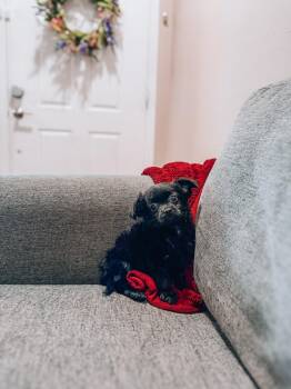 Blossom -  Yorkshire Terrier and Shih Tzu Dog for Adoption in Goodyear, Arizona - Blossom | PetCurious