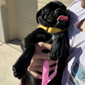 Pug Dogs Available for Adoption - Tuna Crab | PetCurious