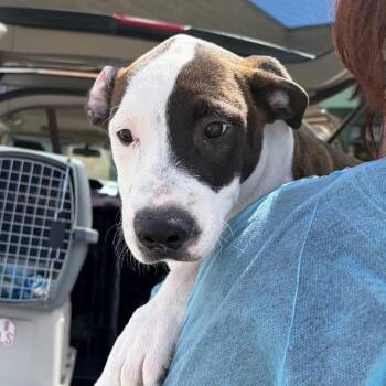 Starburst -  Border Collie and Mixed Breed Dog for Adoption in Reno, Nevada - Starburst | PetCurious