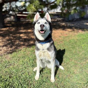 Siberian Husky Dogs Available for Adoption in Fargo, North Dakota - Kimber | PetCurious