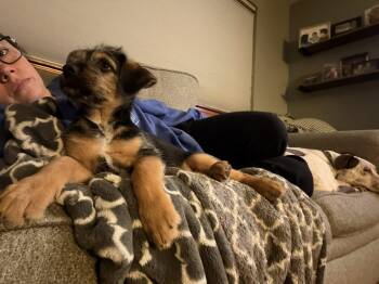 Border Terrier Dogs Available for Adoption in West Richland, Washington - Munchkin | PetCurious