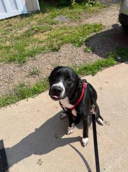 Junior -  Labrador Retriever and Mixed Breed Dog for Adoption in Virginia, Minnesota - Junior | PetCurious