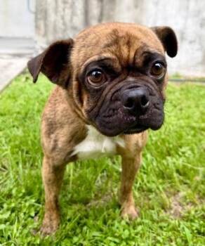 Weannie -  Pug and Mixed Breed Dog for Adoption in Kansas City, Missouri - Weannie | PetCurious