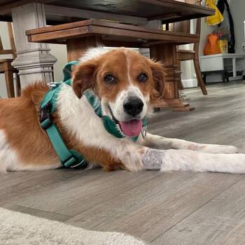 Rufus -  Mixed Breed Dog for Adoption in Houston, Texas - Rufus | PetCurious