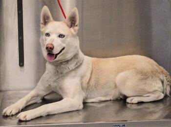 Siberian Husky Dogs Available for Adoption - SANDY | PetCurious