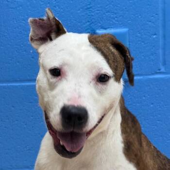 Adira -  Pit Bull Terrier Dog for Adoption in Pine Bluff, Arkansas - Adira | PetCurious