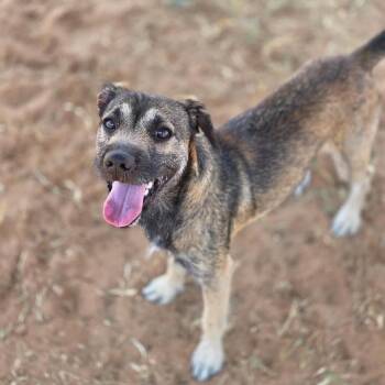 Vader -  Mixed Breed Dog for Adoption in Otisfield, Maine - Vader | PetCurious
