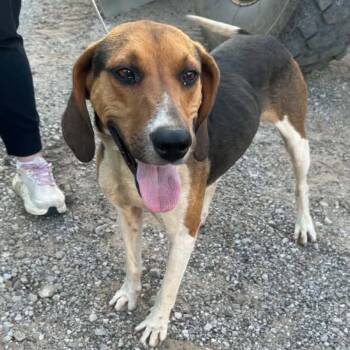 Copper -  Hound and Mixed Breed Dog for Adoption in Madison, Wisconsin - Copper | PetCurious