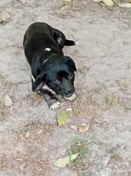 Corgi and Labrador Retriever Dogs Available for Adoption in Mobile, Alabama - Luigi | PetCurious