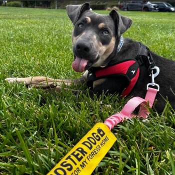Babygirl -  Doberman Pinscher and Catahoula Leopard Dog Dog for Adoption in Incline Village, Nevada - Babygirl | PetCurious