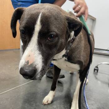 Rescue Mixed Breed Dogs for Adoption in Dickinson, Texas - Christine | PetCurious