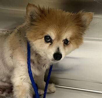 Pomeranian Dogs Available for Adoption in Doral, Florida - DARLINE | PetCurious
