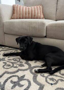 Audrey -  Labrador Retriever and Beagle Dog for Adoption in Sanford, North Carolina - Audrey | PetCurious