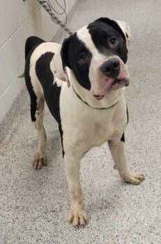 Larry -  Pit Bull Terrier and Mixed Breed Dog for Adoption in Kansas City, Missouri - Larry | PetCurious