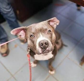 Rescue Mixed Breed Dogs for Adoption in Nashville, Tennessee - Turkey Log | PetCurious