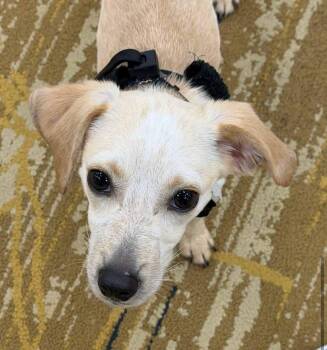 Cashew -  Chihuahua Dog for Adoption in Mount Bethel, Pennsylvania - Cashew | PetCurious