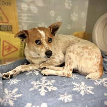 Lorelai -  Cattle Dog and Mixed Breed Dog for Adoption in Edinburg, Texas - Lorelai | PetCurious