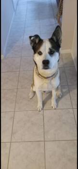 Gunner -  Husky Dog for Adoption - Gunner | PetCurious