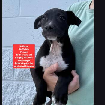Rufferee -  Staffordshire Bull Terrier Dog for Adoption in Oviedo, Florida - Rufferee | PetCurious