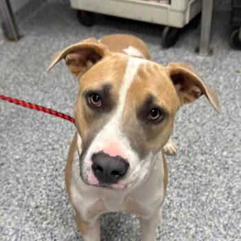 Mutt Damon -  Mixed Breed Dog for Adoption in Greenville, South Carolina - Mutt Damon | PetCurious
