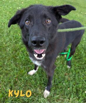 Kylo -  Border Collie Dog for Adoption in Valparaiso, Indiana - Kylo | PetCurious