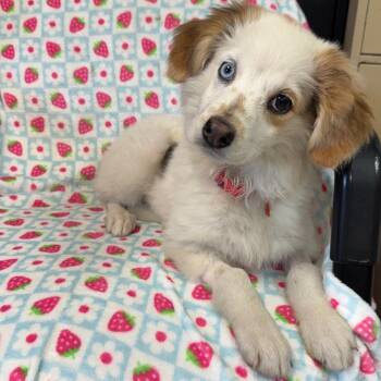 Hope (East Brady) -  Beagle and Australian Shepherd Dog for Adoption in Kittanning, Pennsylvania - Hope (East Brady) | PetCurious