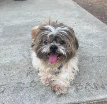 Archie -  Shih Tzu Dog for Adoption in Corona, California - Archie | PetCurious