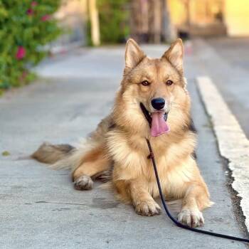 Mariah -  Shepherd Dog for Adoption in Agoura Hills, California - Mariah | PetCurious