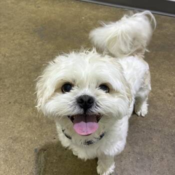 Shih Tzu Dogs Available for Adoption in Edgewood, Maryland - Leo | PetCurious