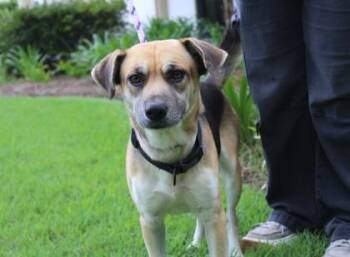 Tito -  Beagle and Mixed Breed Dog for Adoption in Brunswick, Georgia - Tito | PetCurious
