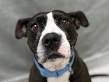 Banana -  Pit Bull Terrier Dog for Adoption in Portland, Oregon - Banana | PetCurious