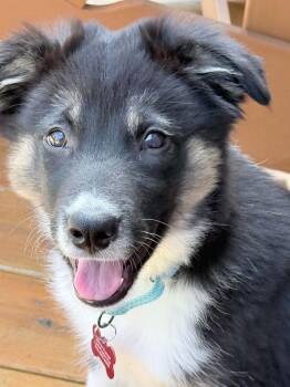 Bo -  Australian Shepherd and Border Collie Dog for Adoption in Dysart, Iowa - Bo | PetCurious