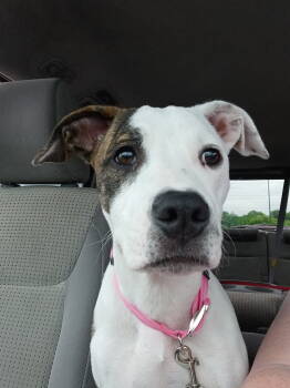 Rescue Boston Terrier and Pit Bull Terrier Dogs for Adoption in Lewis Center, Ohio - Izzy (Tinker Disney Pup) | PetCurious