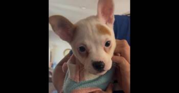 Blossom -  Bull Terrier and Chihuahua Dog Available for Adoption in Ventura, California - Blossom | PetCurious